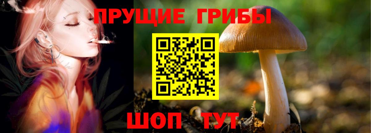 Псилоцибиновые грибы Cubensis Полысаево